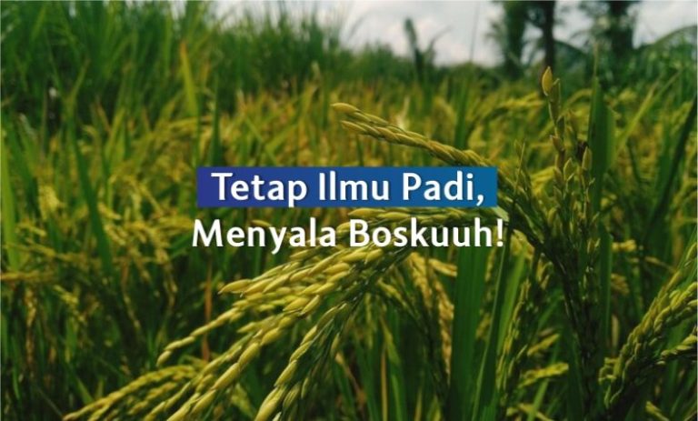 Tetap Ilmu Padi, Menyala Boskuuh!