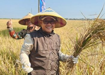 Muhammadiyah Panen Raya Padi Pro-Tani di Demak: Bukti Nyata Sinergi untuk Ketahanan Pangan!